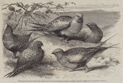 Pallas Sand-Grouse (Syrrhaptes paradoxus) in the Zoological Society